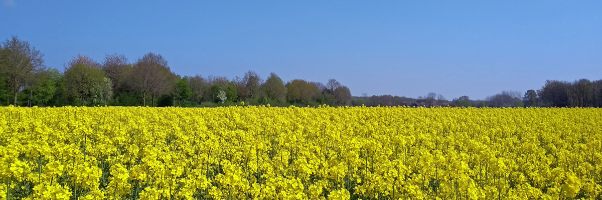 Rapsfeld in voller Blüte